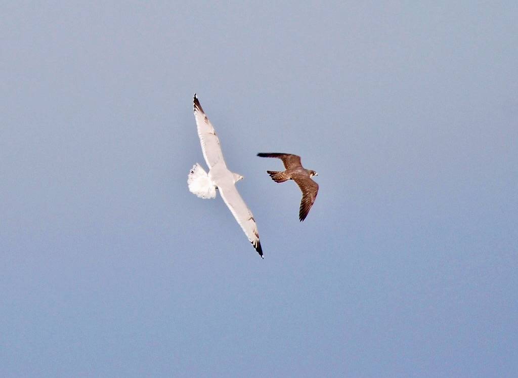 Herring Gull chasing Peregrine Falcon by Billtacular is licensed under CC BY-SA 2.0; Peregrine was trying to take Bonaparte's Gull for lunch